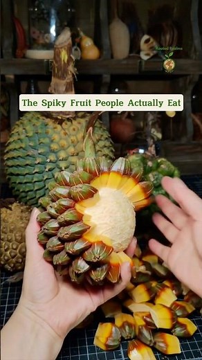 Nature’s Screwpine Surprise #pandanusfruit