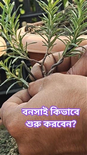 How to make flower tree bonsai #bonsai #flowers #gardening @BonsaiArtsAndOrganics