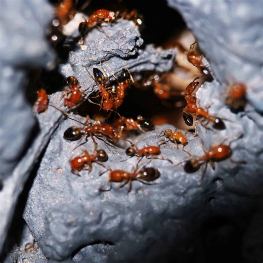 5 Methods for Getting Rid of Fire Ants Naturally