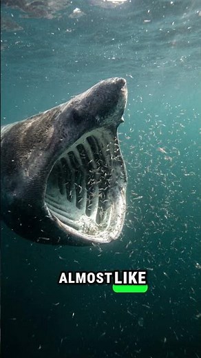 Basking shark #animals #wildlife #animalsvideo #nature #shark