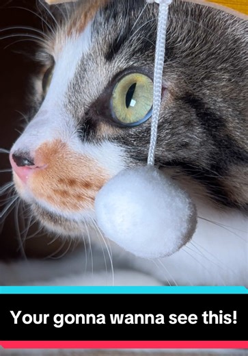 Cat Couch: Luxury Cardboard Sofa for Your Feline