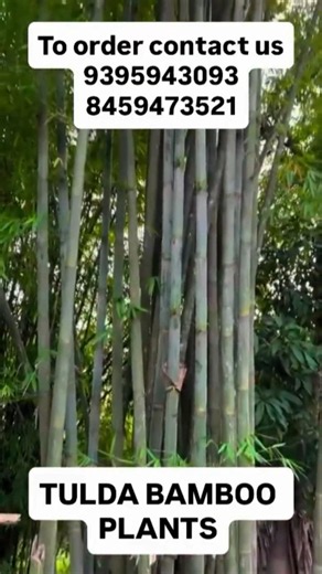 🌱 TULDA BAMBOO PLANTS AVAILABLE AT WHOLESALE PRICE 🌱..