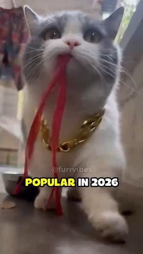 😺 Top 5 Cat Names Trending in 2026. You Won’t Guess#1 #shorts #cat
