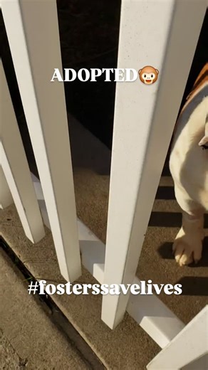 Mems of @savingcarsonshelterdogs quarantined #englishbulldog for bite- he was such a special little bulldog once rehabilitated to understand humans can be Nice. Yes, believe it or not, #ripleys - there are some awesome humans who still exist on this earth, and Thank God and Dog, they found us ! #stopputtingyourdogindanger #stopdumping #adoptdontshop Xoxoxoxo 😘 Hugs, HHF 🤗💕🐾🐻 | HUG Hearts Foundation