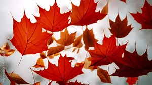 Red and golden colored autumn leaves falling down from a maple tree, sky with clouds and copy space, motion blur, selected focus, narrow depth of field 4k video Autumn leaves falling down