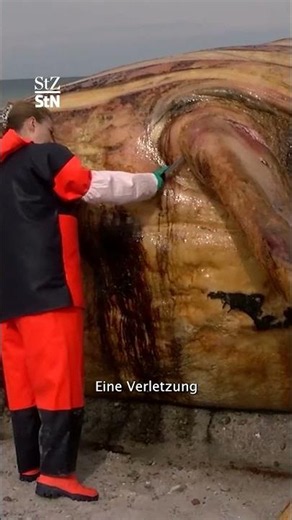 What did Timmy die of? Results of the whale autopsy
