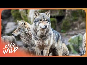 The Hidden Struggle Behind Training Wolves For Hollywood Films