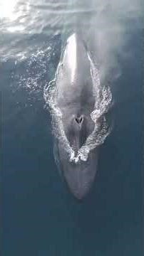 Megalodon vs Blue Whale – असली राजा कौन? 🦈🐋