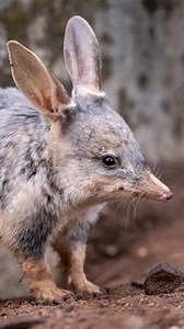 8K views · 373 reactions | Bilby Essentials checklist: ✅ Long Ears for Thermoregulation ✅ Ecosystem Engineering skills ✅ Ability to turn over 20 tonnes of soil per year ✅ Outright adorable From homes to habitats, protecting what's precious together. Thank you to GIO Insurance for supporting our work to protect this precious species. #forthewild #Bilby #NativeAustralian #Habitat #Conservation #GIO | Taronga Zoo Sydney | Facebook