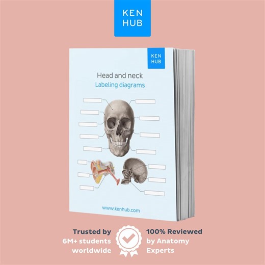 Head and Neck Anatomy Labeling Worksheets With Keys | Skull, Nerve Diagrams PDF - Etsy