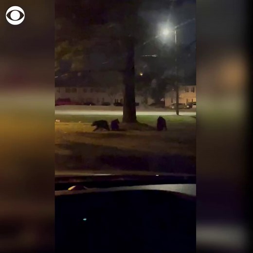11K views · 142 reactions | BEARS ON THE MOVE: A family of black bears took shelter in a tree in Chesapeake, Virginia, for hours on Tuesday, before climbing down to roam the residential neighborhood. Footage taken by the Chesapeake Police shows the bears voluntarily leaving their hangout during the night. | CBS News | Facebook