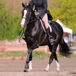 Farscape DSF, 2007 Black Westfalen Stallion (Freestyle x Pacific Sabra x Pacific Sunset)  — Dreamscape Farm
