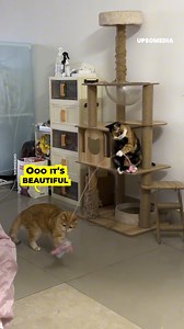 Two cats get together to play for hours 😂😺 | The Kiwi