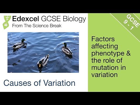Edexcel GCSE Biology - Causes of Variation