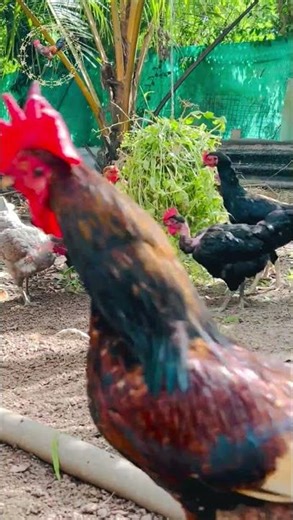 Gaon Ki Desi Murgi 🐓 | Country Chicken Farming & Rural Poultry Life #chicken #chickenfarming