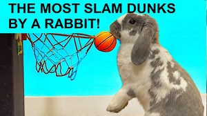 Guinness bunny- Bini has most slam dunks by a rabbit - Guinness World Records | Bini the Bunny