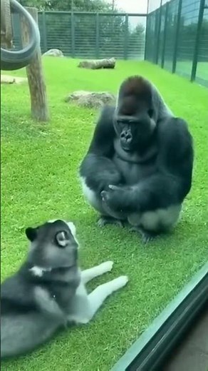 Husky Plays Peekaboo… Gorilla Can’t Stop Laughing 😂🦍🐶