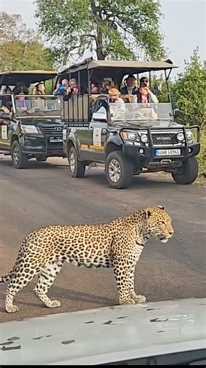 jaguar on the way #shorts #animalcalls #animalreel #antelope #cinematicnature #vikasture