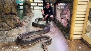 525K views · 10K reactions | Who knew moving giant snakes could be so...