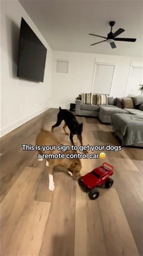 Get your dogs a remote control car