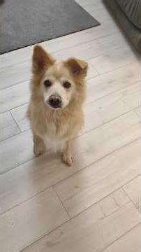 Smart Dog Follows Every Command #dogtraining #dogtrainer #dogchallenge #smartdog