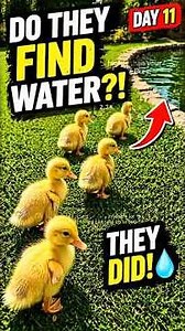 Day 11 Raising Baby Ducks – They FOUND Water On Their Own?! 🦆💧
