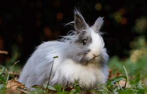 How to Travel with your Rabbit in a Car [Ultimate Guide] - Pets That Travel