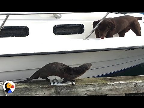 Otter Wants To Play With Dogs SO BADLY | The Dodo