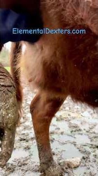 This Dexter Heifer, Will BE A Milk Cow! 🐮