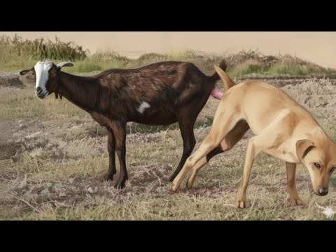 Beautiful My Goats village in life