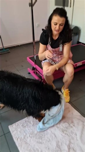 🐶 Bernese Mountain Dog First Visit ✂️ Revia Grooming | Funny Dog Bath
