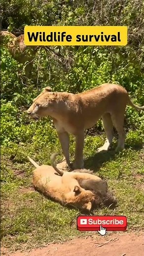 Epic Survival Showdown: Monkey vs. Lion – Who Will Outsmart Who? | #survival #hunting #wildlife