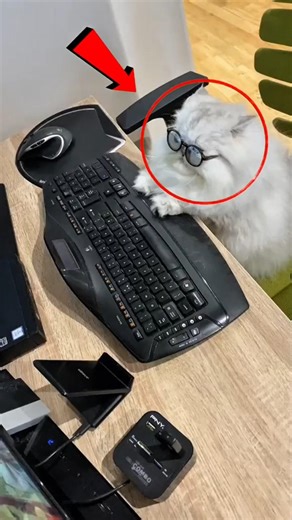 Your Cat Has Superpowers… You Just Didn’t Notice 😳🐱⚡