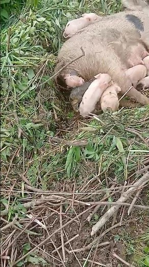 A real farm moment 🐷 Newborn piglets arriving into the world. Nature can be intense and beautiful!