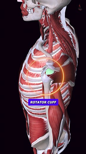 Fix Shoulder Pain: Effective Mechanics and Techniques