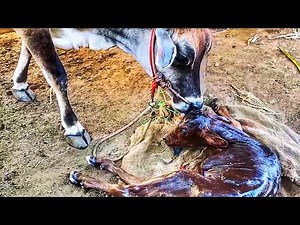 First time cow milking first delivery || How cow give birth || cow delivering calf || Limat Vlogs ||