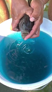 Secure Your Breeding Stock: Gift Tilapia Available 🌟 Don't miss this opportunity to acquire high-quality breeders for your aquaculture venture! Our Gift Tilapia breeding stock is healthy, robust, and carefully selected for optimal performance. Limited Stock Available: - Fast growth rate - Disease-resistant - High fertility rates - Suitable for various aquaculture systems Visit us today and take advantage of our premium breeding stock! 🐟 Contact: WhatsApp: 263773561176 Email: info@aquaculturedi