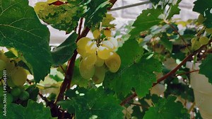 bunch of grapes. bunch of prosecco white grapes on vine vineyard video with bright sun beam. Close-up of grapes on branches ripened in sun at local farm selling sweet and ripe grapes at market.
