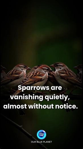 Sparrows once thrived alongside people, but today their numbers are shrinking dramatically across Europe. Studies show that common urban species like the house sparrow have lost a large part of their population since the 1980s, with hundreds of millions fewer birds than decades ago. Unlike woodland birds that nest in trees, house sparrows depend on small wall cavities, roof gaps, and other features of human dwellings for nesting. These sites are becoming scarce as buildings are renovated, façade