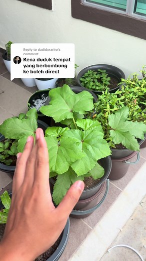 Panduan Tanaman Hidroponik DIY yang Mudah