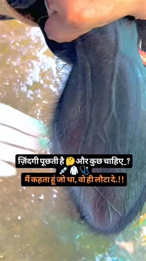 @vet_satyam001 | Sãtyãm Shãrmã