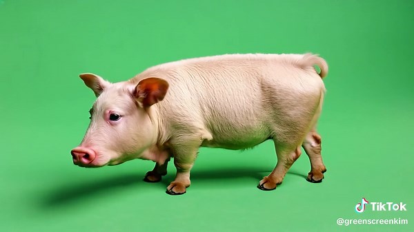 Pigs on the Farm: Animated Green Screen Background