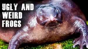 13 reactions | Meet the ugliest frogs in the world These frogs really look weird | Monkey Adoo | Facebook