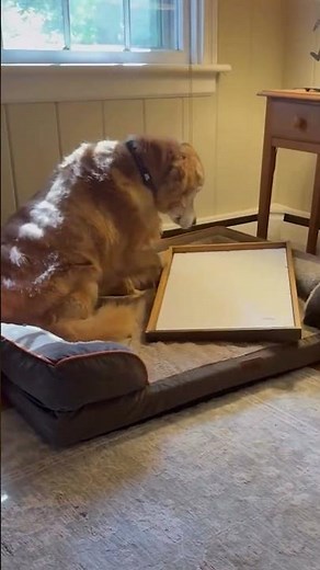 Adorable Golden Retriever Walks Around House With Portrait Frame
