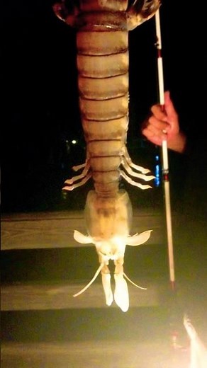 Alien Shrimp sets WorldRecord… The Zebra Mantis Shrimp