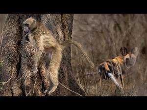 Baboons try to escape angry African Wild Dogs