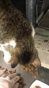 PARADISE - ID #A201157 Unknown sex/1 year old Cage #557 Stray (found...