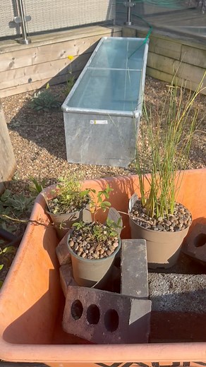 A small garden pond can be a surprisingly powerful upgrade to an outdoor space — both for you and biodiversity — they attract frogs, dragonflies, birds, butterflies, and beneficial insects.Provides habitat — a safe water source for pollinators and other small creatures.Microclimate improvement — helps cool the surrounding area and keeps humidity higher in hot weather. We bought this cattle trough from a countryside store , the plants are on good advice from Lincolnshire Pond Plants , I just need