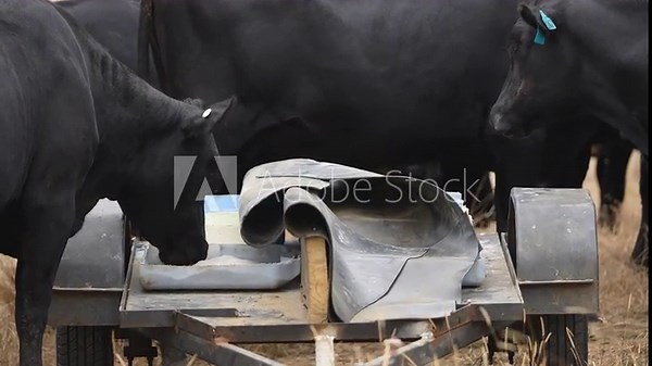 cattle eating free choice mineral from a mineral cart in a farm, cattle lick blocks and livestock nutrition lick block on a farm in summer in australia