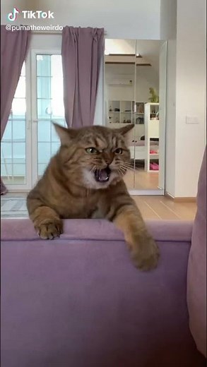 The Lion King Long Live The King Scene - Funny Cats